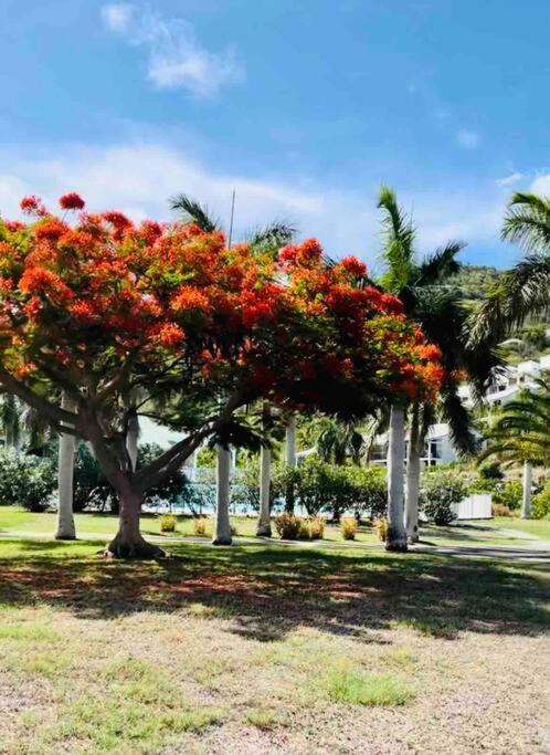 Escale Caraibes Daire Anse Marcel Dış mekan fotoğraf